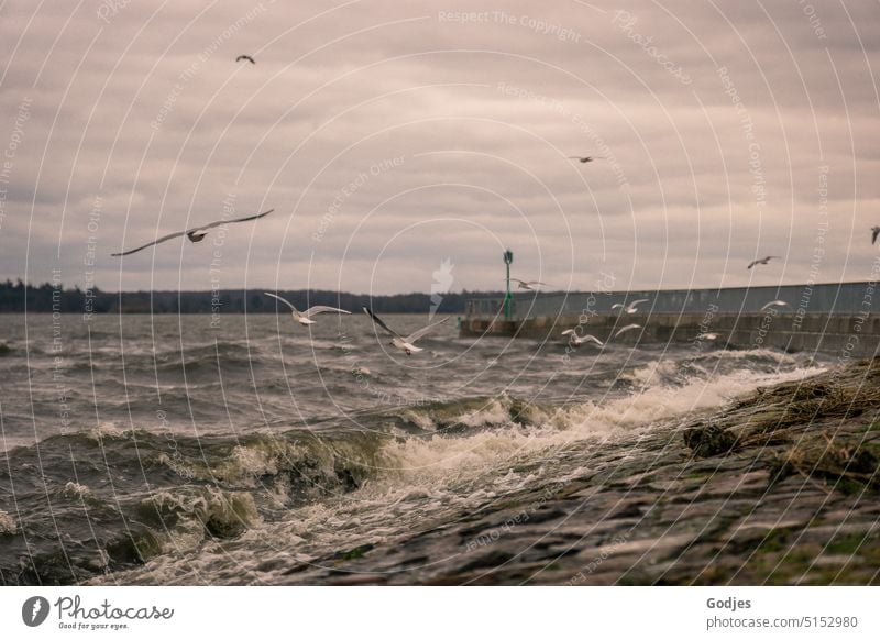 naturverbunden | Möwen fliegen auf Nahrungssuche bei starkem Wellengang über dem Wasser Mole Ostsee Bodden Wolken Winter Natur jagd wind schietwetter Gruppe
