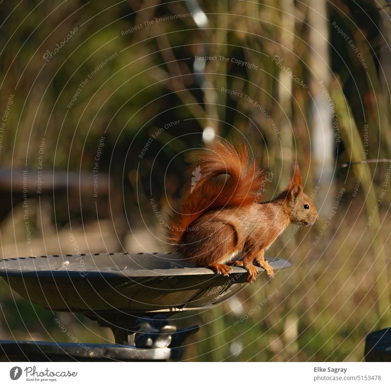 Eichhörnchen   ,kleine tagaktive Nagetiere auf Nahrungssuche niedlich Natur Tier Menschenleer Tag Außenaufnahme beobachten Tierporträt Tiergesicht frech