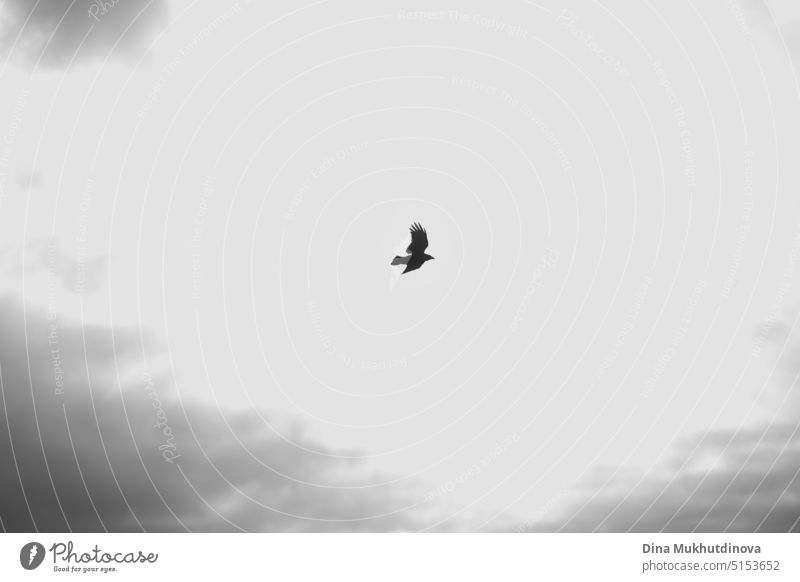 Falke fliegt in bewölkten grauen Himmel monochrome horizontalen Hintergrund Hintergrundbild. Raubvogel fotografiert während der Vogelbeobachtung. Dramatische düstere Landschaft der Natur.