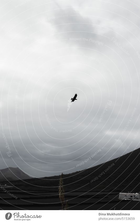 Falke fliegt über einen Berg in bewölktem grauen Himmel monochrome vertikalen Hintergrund Hintergrundbild. Raubvogel fotografiert während der Vogelbeobachtung. Dramatische düstere Landschaft der Natur.