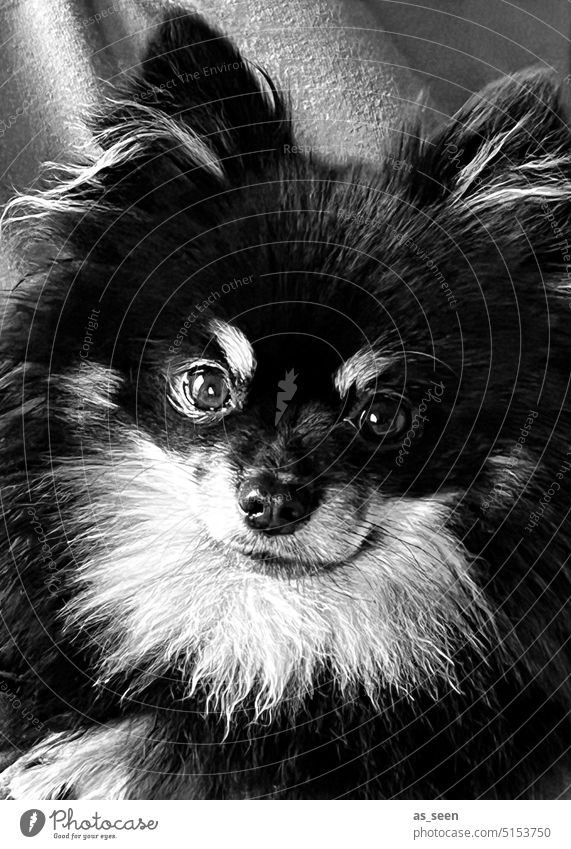 Schwarzer Pomeranian Hund Zwergspitz Tierportrait Tiergesicht Fell schwrz weiss Haustier Tierporträt Blick niedlich Blick in die Kamera Tierliebe Hundeblick