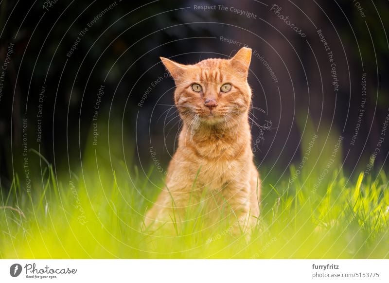 Gerettete Ingwer-Katze mit gespitztem Ohr sitzt im hohen Gras im Freien Natur katzenhaft Haustiere Mischlingskatze Fell fluffig orange rot grün hohes Gras Wiese