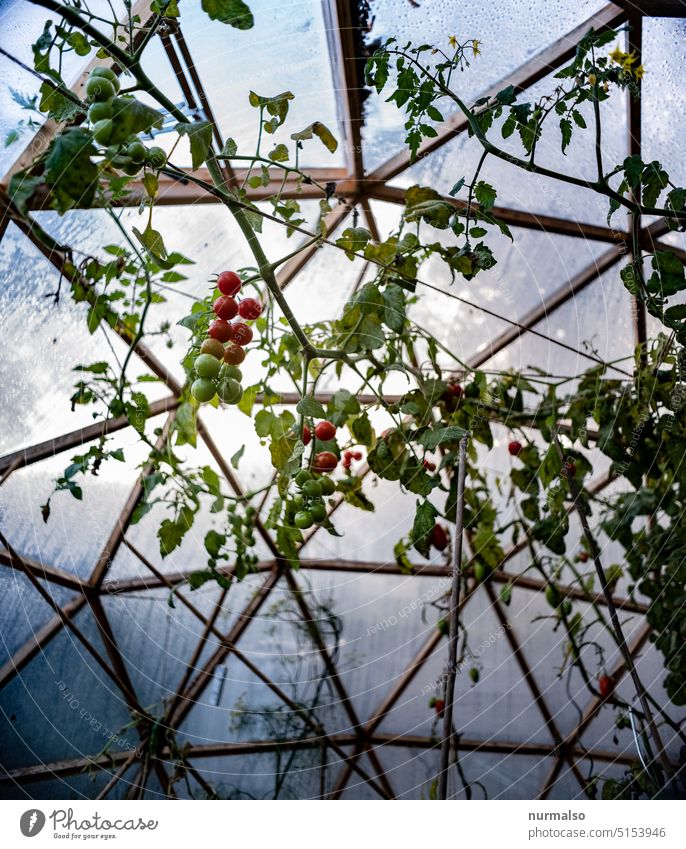 Rad Balls Gewächshaus Tomate Anzucht Gemüse Bio Folie Reifen Rot Tomatensoße Frühling.Landwirtschaft Hobby