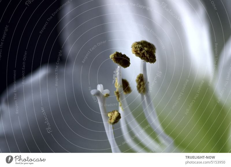 Weisse Amaryllis Einblick in die offene Blüte mit Staubgefäßen, Pollen, Stempel und unscharfen Blütenbättern Amaryllidaceae Hippeastrum Ritterstern Pflanze