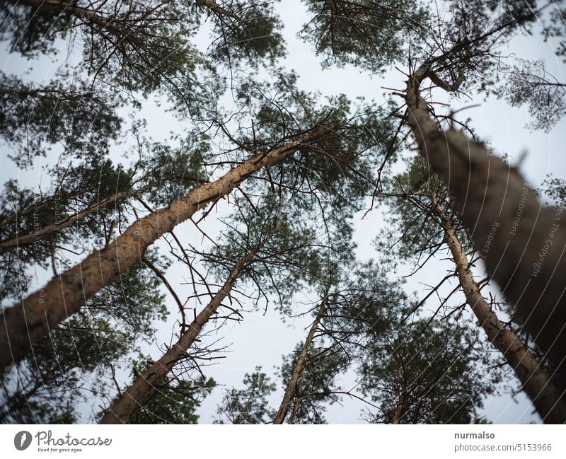 Oben ist der Himmel Wald Tanne Nadelholz Brandenburg Äste Waldwirtschaft Ruhe Harz Rinde Borkenkäfer Traum