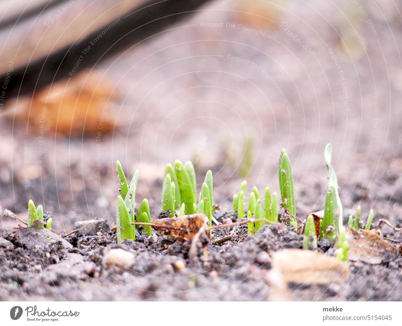Vorsicht Frühling! Nicht überfahren! Schneeglöckchen Keimling keimen Natur Garten Wachstum Samen frisch sprießen jung Pflanze Blume Boden Erde Frühblüher