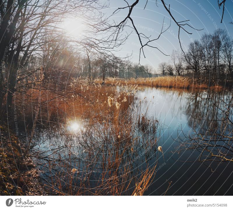 Ruhend Teich See Wasser Pflanze Weite Lichterscheinung Wasserspiegelung Seeufer mystisch gleißend geheimnisvoll Landschaft friedlich ruhig Umwelt Schönes Wetter