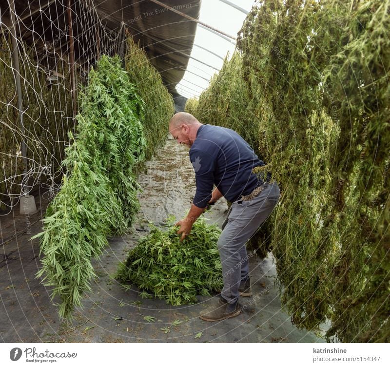 Landarbeiter hängt Marihuana-Pflanzen zum Trocknen in einer Scheune auf. Bio Cannabis Sativa Arbeiter Landwirt hängen Ernte grün Blätter cbd medizinisch