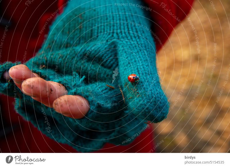 schmutzige Kinderhand in verschlissenem Handschuh mit einem Marienkäfer darauf Kindheit Armut Kinderarmut Flüchtling Hoffnung Krieg Leid Entbehrung