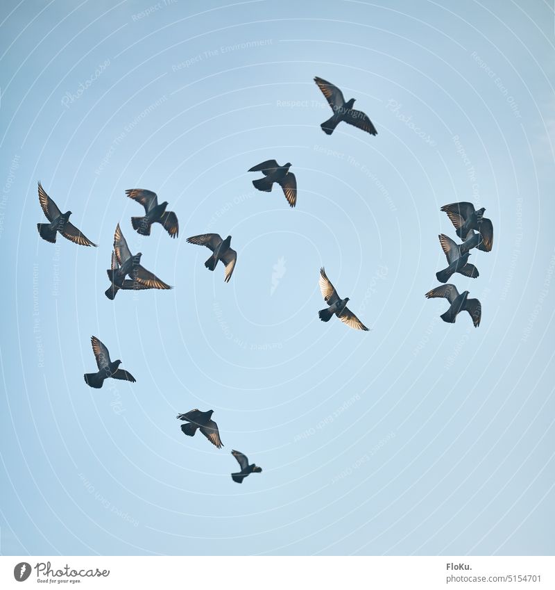 Tauben im Formationsflug - nicht sehr gelungen Vögel Fliegen Sonne Sonenschein Tag Himmel fliegen Vogel Tier Außenaufnahme Freiheit Tiergruppe Schwarm Flügel