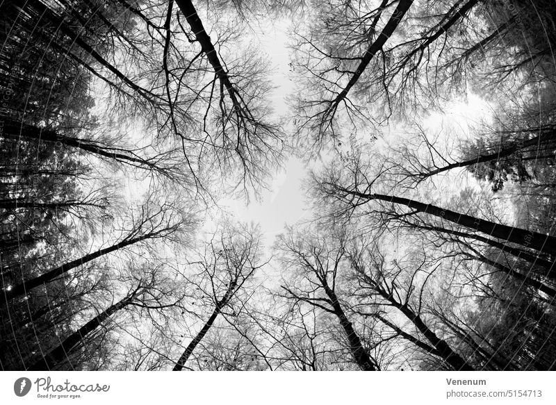 Baumkronen im Winter in einem Laubwald ohne Blätter an den Ästen, schwarz-weiß, fotografiert mit einem Fisheye-Objektiv Wälder Bäume Waldboden Bodenanlagen