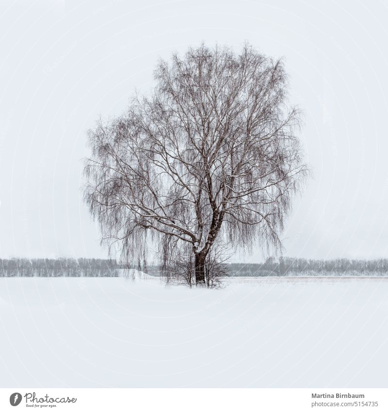 Ein kahler Baum in einem schneebedeckten Feld in Bayern Landschaft Bäume Winter Schnee schneebedeckte Felder Deutschland satt Eis frostig kühl Abdeckung Wald