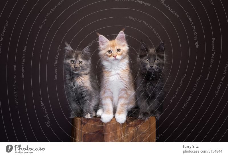 Gruppe von drei verschiedenfarbigen Maine Coon Kätzchen, die nebeneinander auf einem Holzblock sitzen Sitzen Totholz Klotz niedlich Ingwer Porträt Katze
