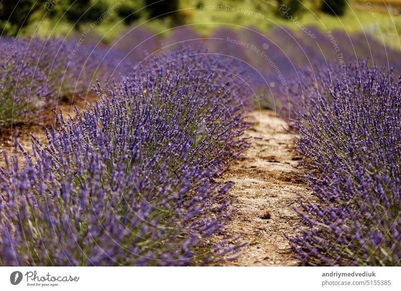 Lavendelfeld, Provence, Plateau Valensole. Schönes Bild von Lavendelfeld.Lavendelblütenfeld, Bild für natürlichen Hintergrund.Sehr schöner Blick auf die Lavendelfelder.