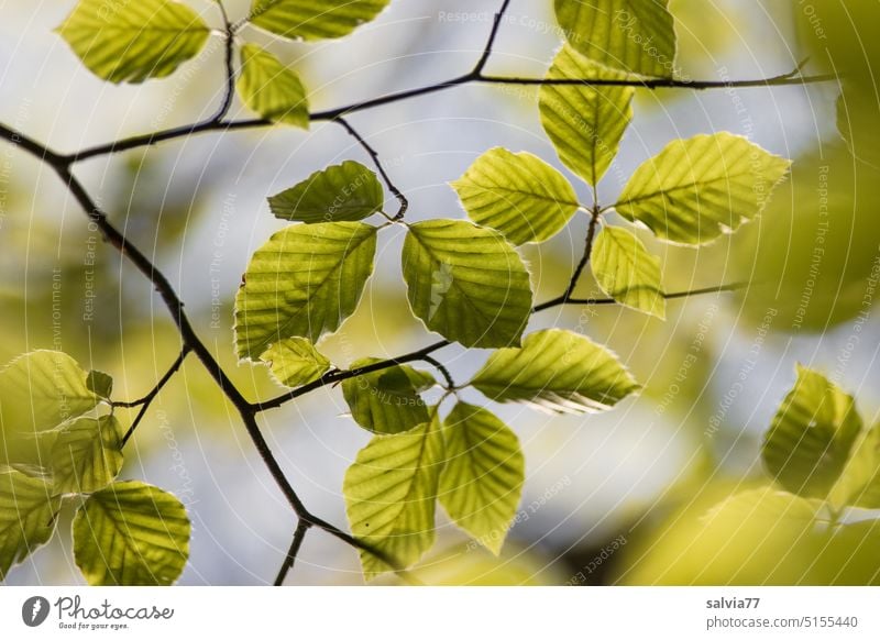 Buchenzweig mit frischen Blättern Buchenblätter grün Baum Frühling Natur Blatt Pflanze Wald Farbfoto Menschenleer Licht Gegenlicht Froschperspektive jung