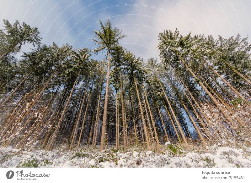 Tannen im Winter Schnee Wald Bäume Stämme Holz Außenaufnahme Landschaft Umwelt Wintertag Winterstimmung Natur Winterwald Jahreszeiten Winterspaziergang
