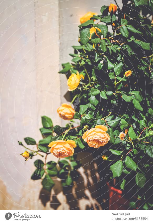 Gelb blühender Rosenstock vor Hauswand Frühling Sommer Sommerblumen Sommerblüte Rosengewächse Rosenstrauch Sonnenlicht