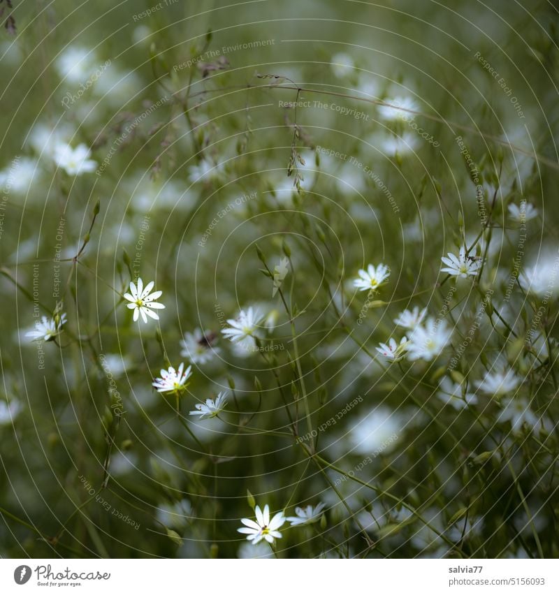 weiße Sternchen blühen am Wegesrand Sternmiere Blume Stellaria langifolia Langblättrige Sternmiere Natur Pflanze Blüte Wiese Nahaufnahme Menschenleer Unschärfe