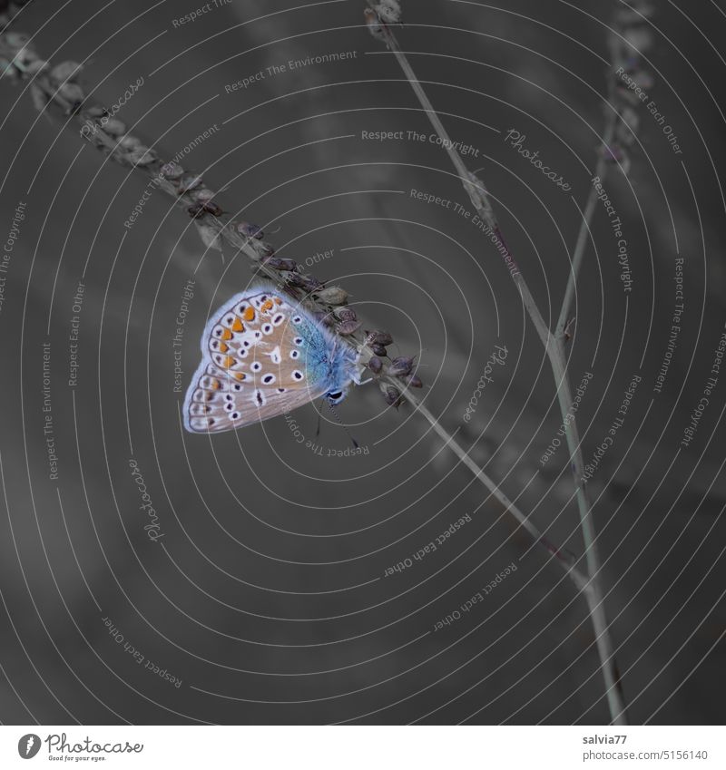 farbreduziert | kleiner Bläuling macht Pause Schmetterling Insekt Natur Flügel Makroaufnahme Nahaufnahme Tierporträt Pflanze Fühler Schwache Tiefenschärfe 1