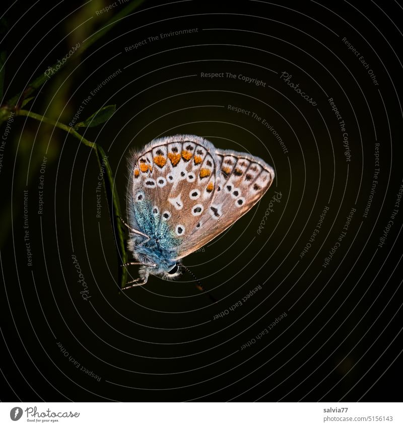 letzte Abendsonne genießen, kleiner Bläuling vor dunklem Hintergrund Schmetterling Lepidopteren Tier Nahaufnahme 1 Makroaufnahme Insekt Natur Flügel