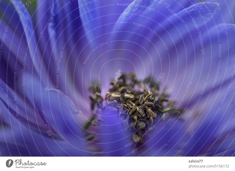 blaues Wunder Anemone Blüte Makroaufnahme Blume Nahaufnahme Natur Pflanze Unschärfe Anemonen zart schön Blühend Detailaufnahme Garten-Anemone Farbfoto Frühling