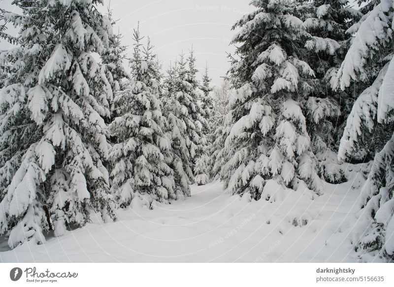 Wald Landschaft im Winter mit Schnee und bei Frost und Kälte Fichten Umwelt Bäume Menschenleer Außenaufnahme kalt Winterlandschaft Wetter Winterstimmung
