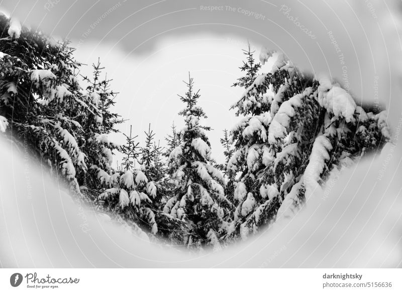Wald Landschaft im Winter mit Schnee Fichten Umwelt Bäume Menschenleer Außenaufnahme kalt Winterlandschaft Wetter Winterstimmung Winterwald Frost