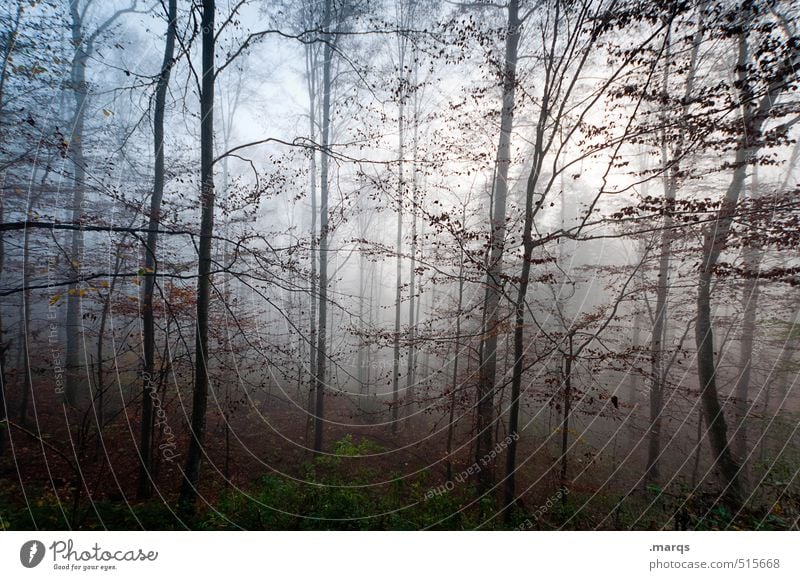 Dickicht Lifestyle Stil Ausflug Umwelt Natur Landschaft Herbst Klima Nebel Laubwald Baumstamm Wald einzigartig schön Stimmung Idylle Leben Vergänglichkeit