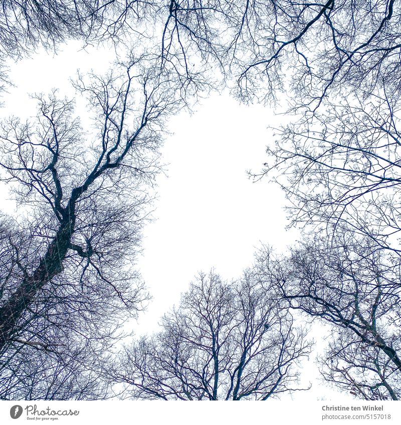 Blick nach oben in winterlich kahle Baumwipfel kahle Bäume Blick von unten Herbst Winter Stieleiche Stiel-Eiche Quercus robur Eichen Froschperspektive
