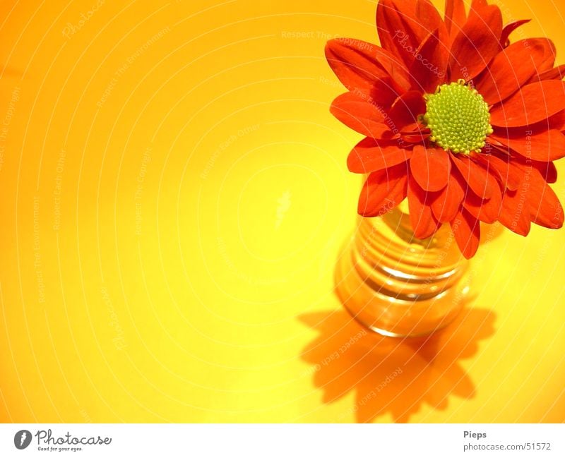 Einzelne Blüte im Glas Innenaufnahme Makroaufnahme Textfreiraum links Schatten Pflanze Blume Dekoration & Verzierung Blühend ästhetisch gelb rot Vergänglichkeit