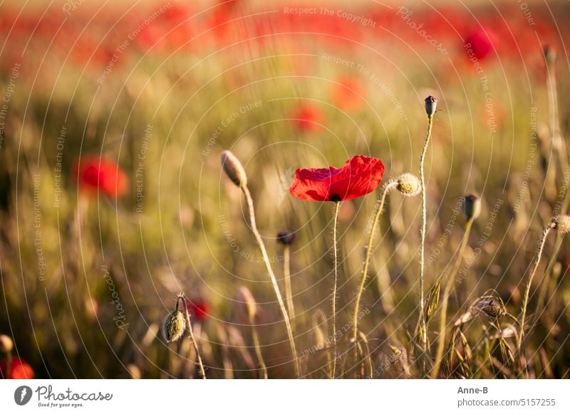 Mohnblümchen auf einer Wiese, in der Hintergrundunschärfe gaanz viel roter Mohn mohnrot Klatschmohn blumig Blume Wildblume Opium aufgeblüht roter Rand Unschärfe