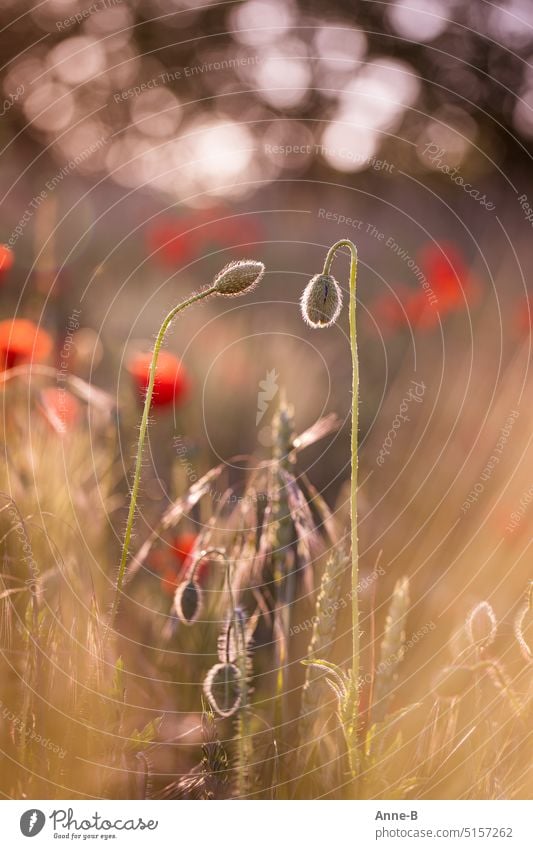 Zwei Mohnknospen im Feld bei Gegenlicht Klatschmohn Abend Getreide Bokeh Lichtreflexe Knospe hochformat Sommerlicht abends Natur Außenaufnahme Blüte Blume
