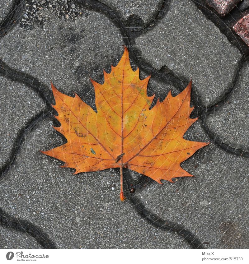 Kanada Herbst Blatt Straße Wege & Pfade Stein Zeichen liegen Ahorn Ahornblatt Herbstlaub Symbole & Metaphern Farbfoto Außenaufnahme Muster Strukturen & Formen