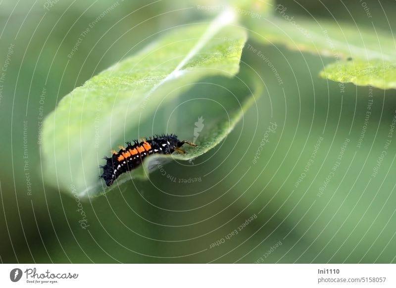 Marienkäferlarve Natur Tier Käferlarve Larvenstadium Nützling biologischer Pflanzenschutz Bekämpfung Blattläuse Nahaufnahme