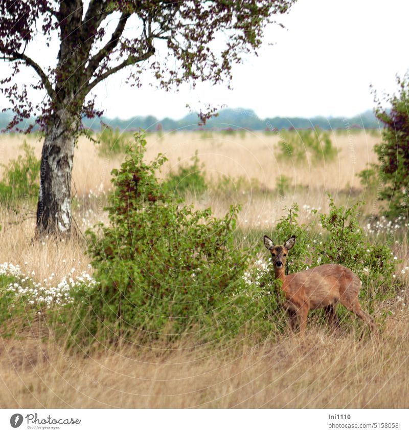 Begegnung im Moor Landschaft Naturschutz Biotop Moorlandschaft Rundweg Tier Rehwild Pflanzen Birken Büsche Gräser Wollgras