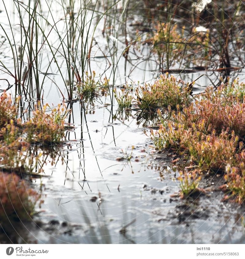Sonnentau im Moor Landschaft Naturschutz Moorlandschaft Wildpflanzen Pflanzen Drosea Sorten fleischfressende Pflanze Binsen Moorwasser Moortümpel Wasserfläche