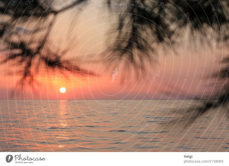 Sonnenuntergang am Adriatischen Meer in Kroatien Abendsonne Wasser Spiegelung Pinie Pinienzweige Landschaft Natur Kroatisches Meer Stimmung Licht Schatten