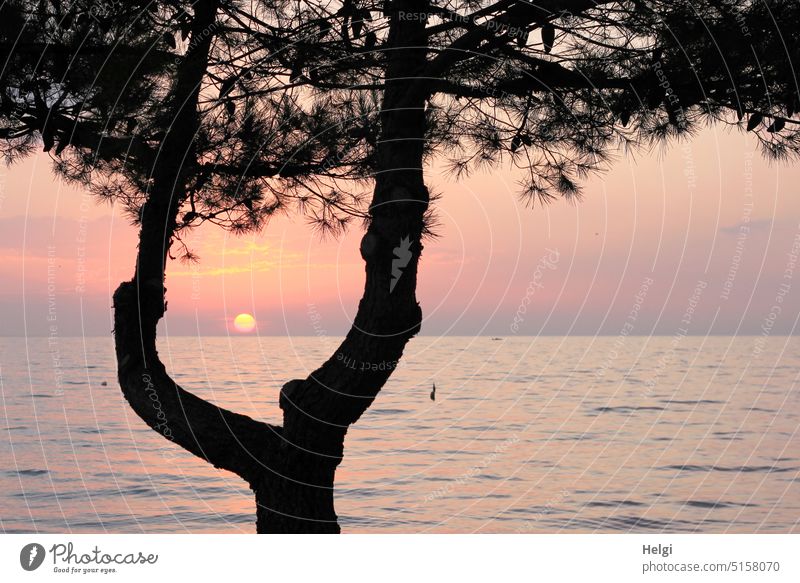 Blick durch die Äste einer Pinie auf den Sonnenuntergang am Adriatischen Meer in Kroatien Abendsonne Wasser Spiegelung Baum Pinienzweige Landschaft Natur