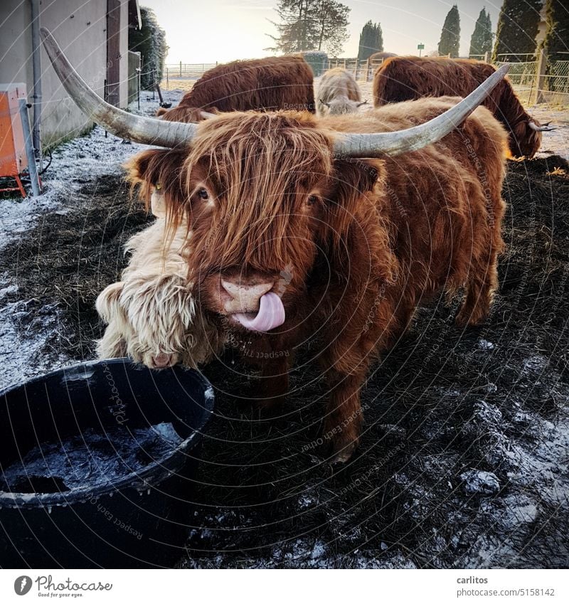 Du kannst mich mal - oder soll ich ? Kuh Rind Zunge Lecken Fell Hörner Landwirtschaft Tierporträt Nutztier Weide Rinderhaltung Hochlandrind