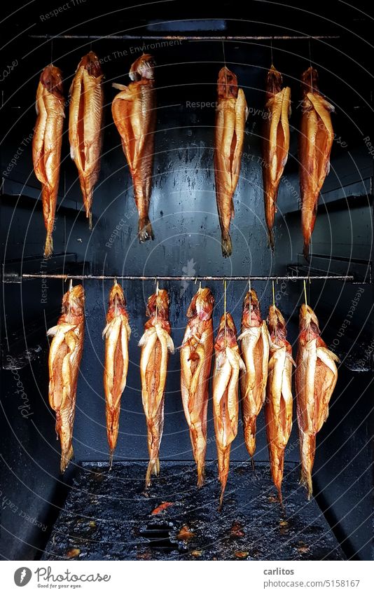 Einfach mal mit der Clique abhängen | Räucherfisch Fisch Räucherkammer Markt geräuchert Ernährung Lebensmittel Totes Tier lecker Räucherforelle Fischmarkt