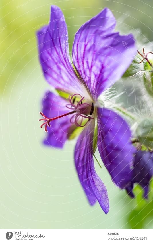 Blühender Storchschnabel mit Griffel und geaderten Blütenblättern in Violett vor grünem Hintergrund Blume Floristik violett Geranium Makroaufnahme Staubblatt