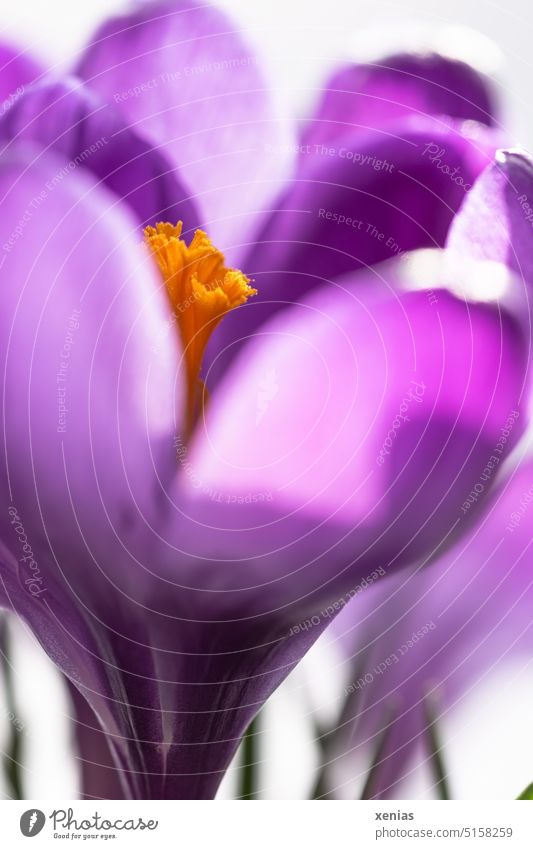 Makroaufnahme: Violetter Krokus mit Stempel in Orange Blüte Blume Frühling Pflanze violett orange Frühblüher Krokusse Garten Frühlingsblume Blütenstempel