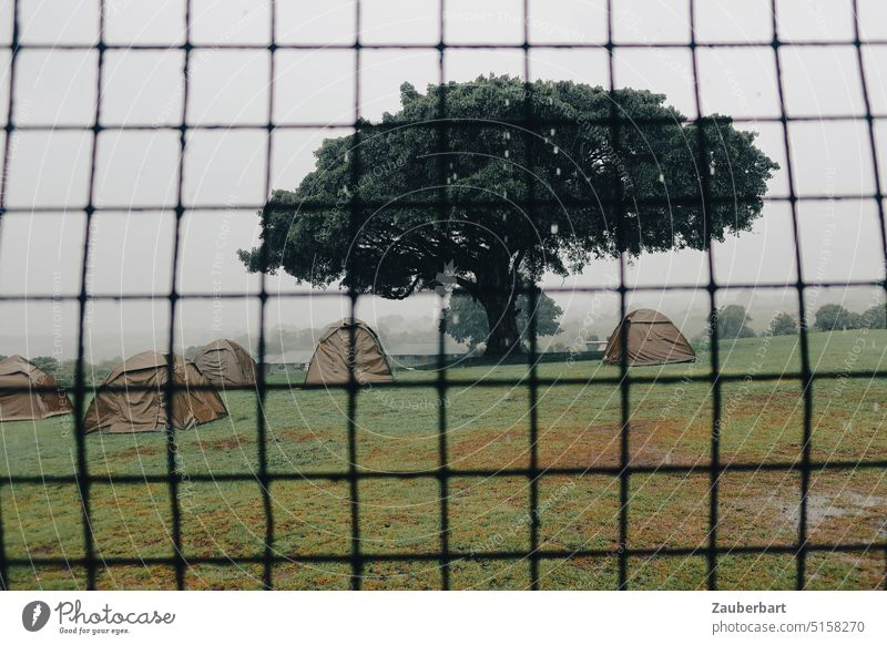 Gitter, dahinter Expeditionszelte unter einem Baum vor bedecktem Himmel Akazie Zelt Camp Safari eingesperrt trist Savanne camping grün Landschaft Afrika