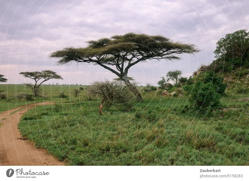 Schirmakazie in der Savanne, davor ein Weg im Schwung, vor dem Morgenhimmel Akazie Serengeti Piste game drive Himmel wolkig Afrika Tansania afrikanisch Ruhe