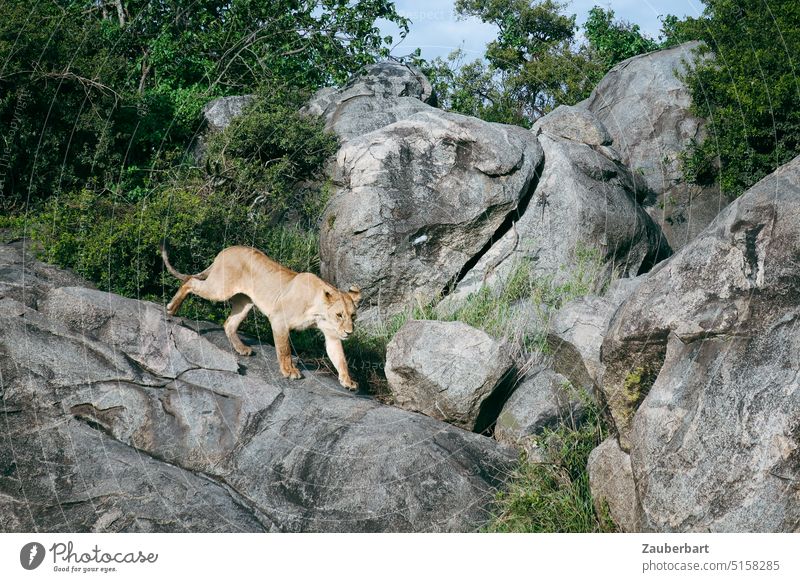 Energische Löwin auf einem Felsen in der Savanne in Bewegung Löwe Serengeti laufen Jagd Safari Angriff jagen kraftvoll energisch Tier Afrika Tansania Katze