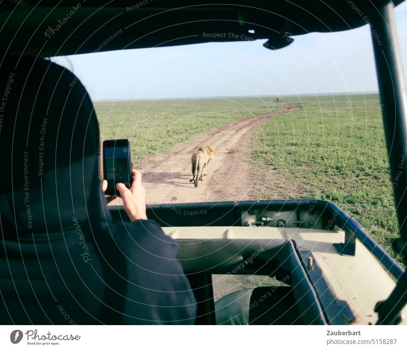 Löwe auf der Piste wird mit dem Handy aus dem Hochdach des Geländewagens dokumentiert Safari Tourist Reisen wild Tierwelt fotografieren beobachten verfolgen