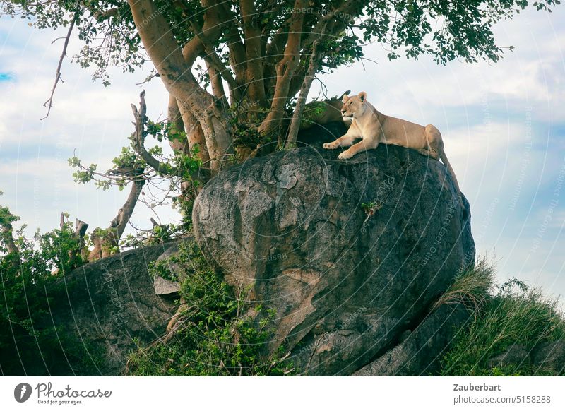 Löwin liegt auf einem Felsen in der Savanne und beobachtet das morgendliche Geschehen Löwe Löwenfelsen beobachten Katze Raubkatze Raubtier Baum Himmel Safari