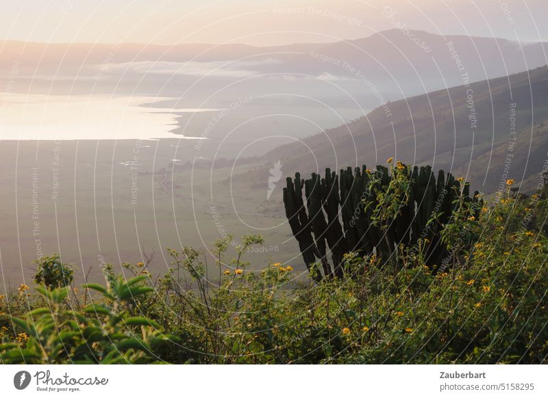 Blick in den Ngorongoro-Krater im diesigen Morgenlicht, Euphorbia (Wolfsmilch) im Vordergrund Sukkulente Weite Sonne morgendlich Dunst weit Kakteen golden
