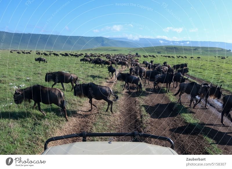 Eine Herde Gnus vor dem Geländewagen auf einer Piste in der Savanne grün Ngorongoro Krater Landschaft Himmel Safari Afrika Natur Tier Wildtier wild Tansania