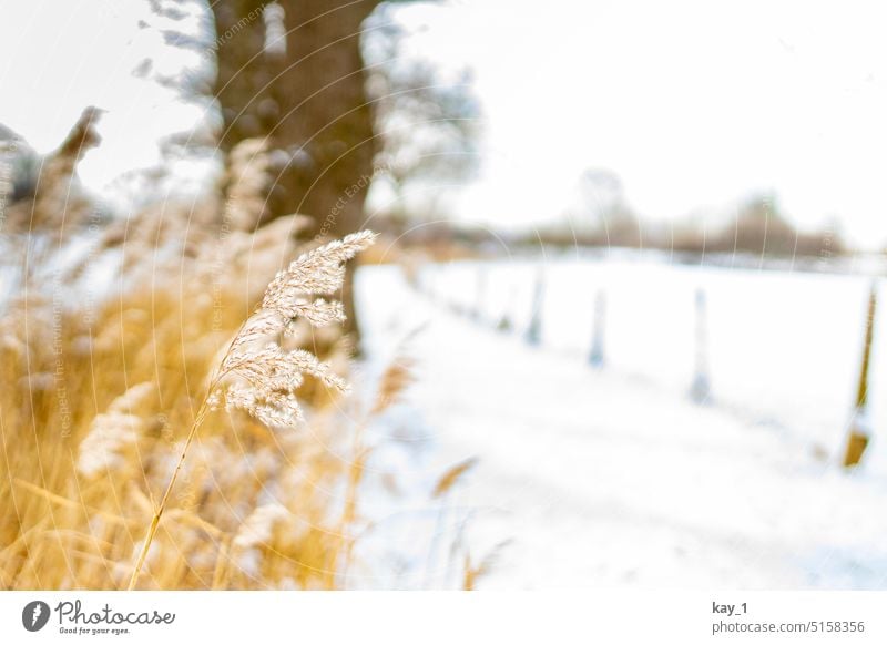 Schilf am Wegesrand im Winter Schilfrohr Schilfgras weiß weißer Hintergrund Schnee Schneelandschaft Natur kalt Winterstimmung Frost Winterlandschaft Schneedecke